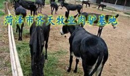 爆料大驴的视频大全集